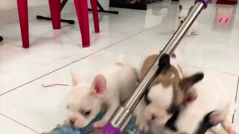 Puppies won't let their owners clean the door.