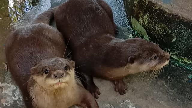 super cute otter friends