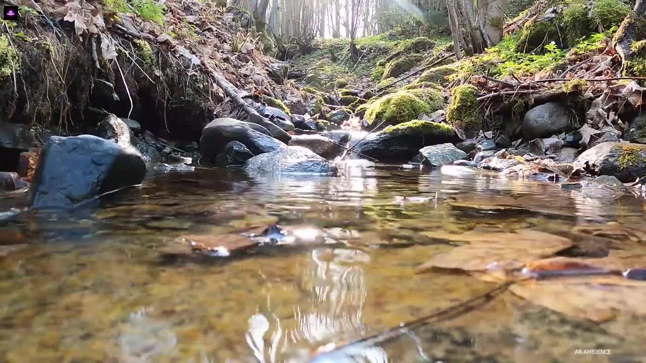 Fall Asleep Instantly With Relaxing Gentle Stream| Sleep, Relax, Study and Meditate [ASMR NOISE]