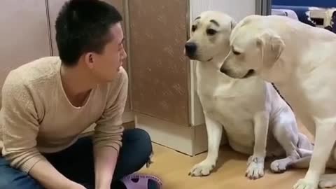 Someone help hold the # pet-pet # dog