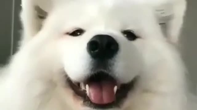 Dancing Ears | Cute Samoyed Doge | funny pet | funny dog