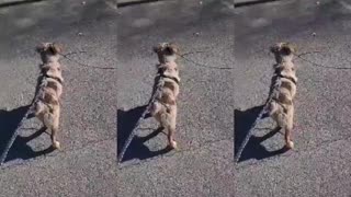 She grabbed every single stick....
