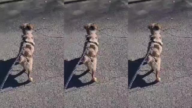 She grabbed every single stick....