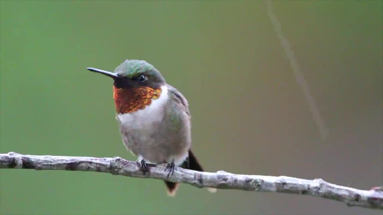 Ruby throated Hummingbird