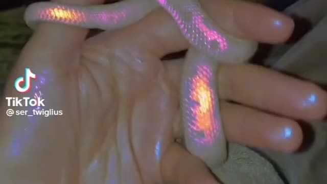 A pretty futuristic snake