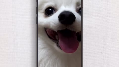 Cute pets Dog