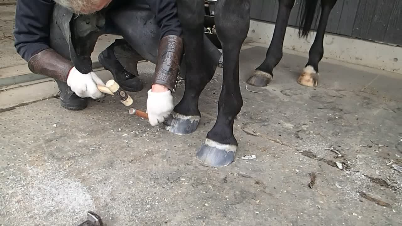 2022-4-24 Supi Boy hoof trimming right fore