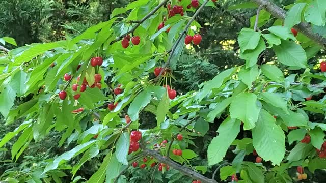 Cherries somewhere in Virginia