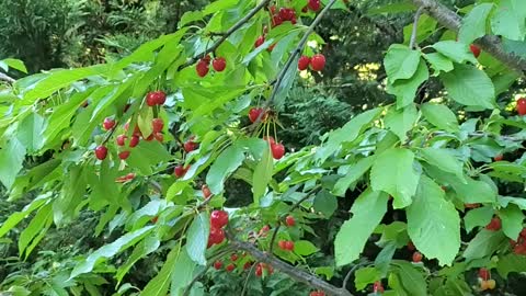 Cherries somewhere in Virginia