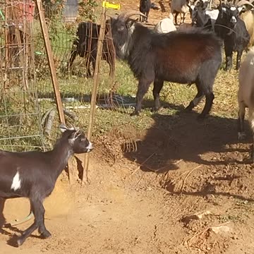 Goats playing and doing yard work