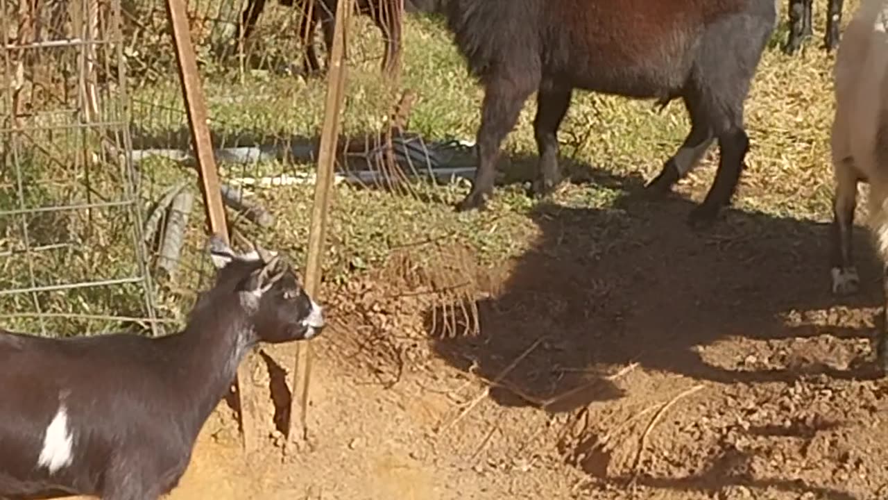 Goats playing and doing yard work