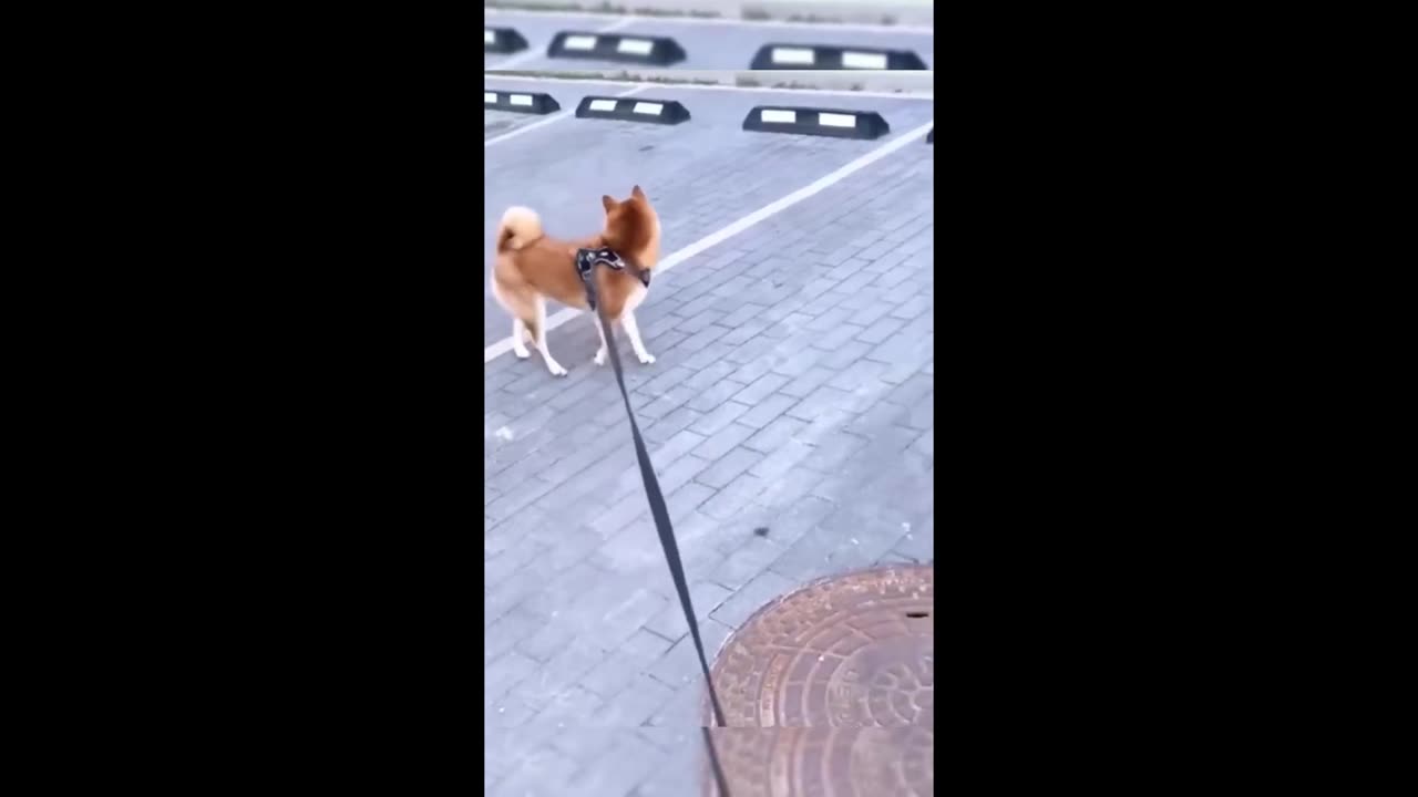 Funny video