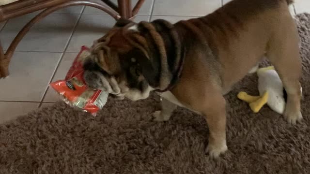 English Bulldog runs off with owner's salad