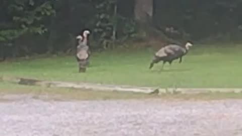 Stalking the Three Turkeys