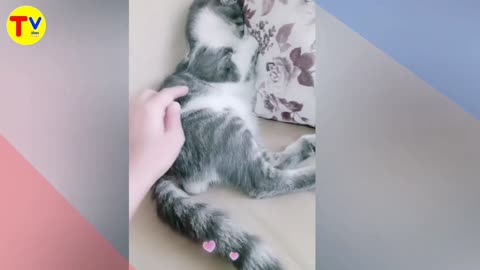 Watch funny and cute cats making you smile 😂