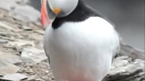 Puffin | The Cute Clown Bird