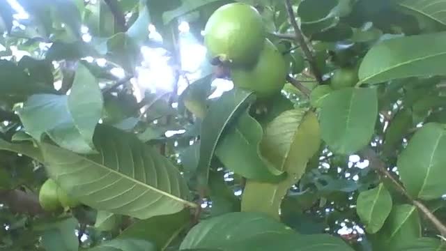 Grande goiabeira com frutas ainda verdes [Nature & Animals]