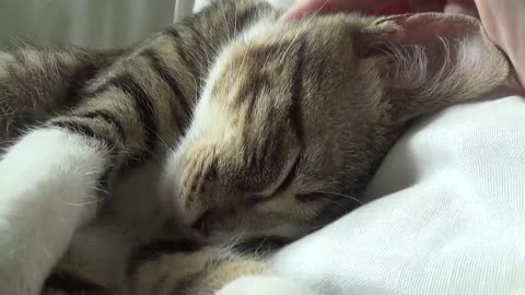 Cute Kitty Purrs Softly