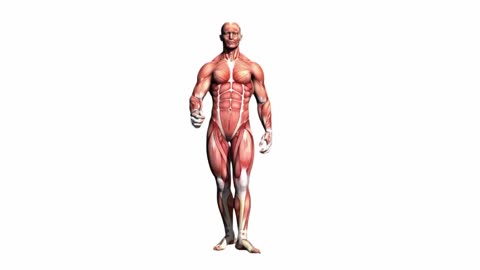 Learn How To Reduce Belly Fat In 5 Minutes Simple Exercise To Lose Belly Fat!
