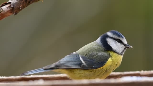 Blue Tit Bird Eating 2160p 4k videos