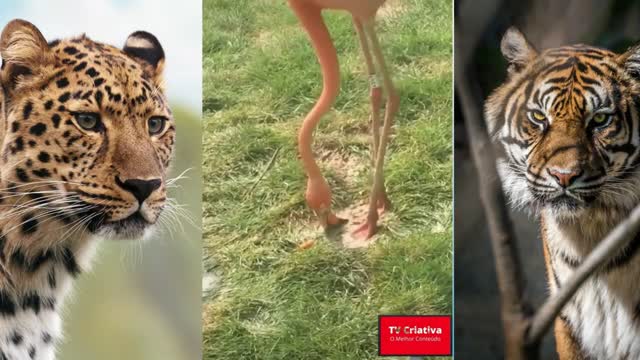 Pets, Cães e Gatos Fofos e Engraçados