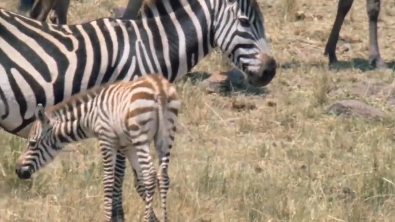 Leopard attack on zebra amazing video clip