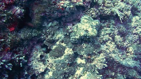 The mysterious octopus's camouflage and protective color change