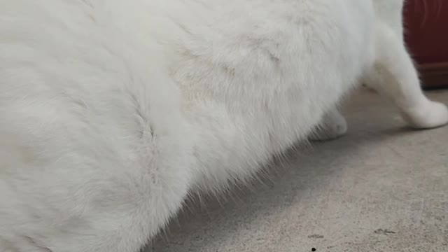 Cat Princess Banu is psyched to get out for a morning stretch