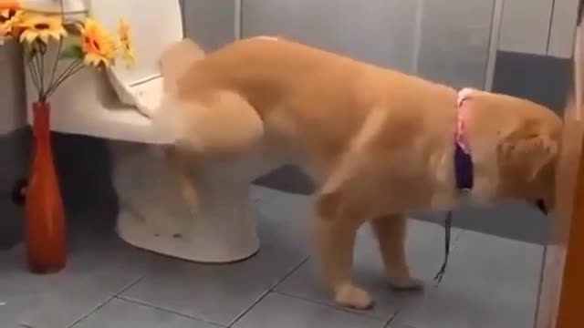 Watch video so fun cute Dog 😂😂😘😘😘