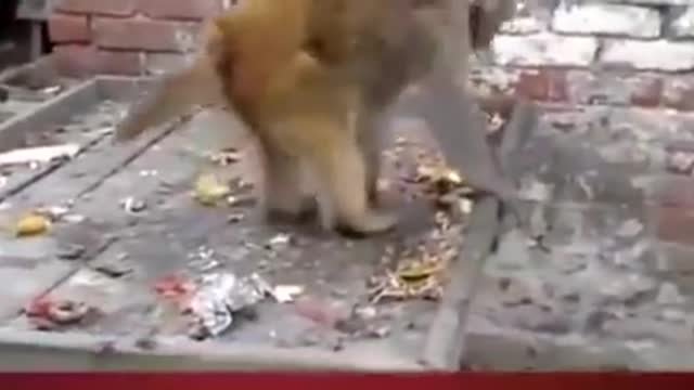 Funny monkey and dog