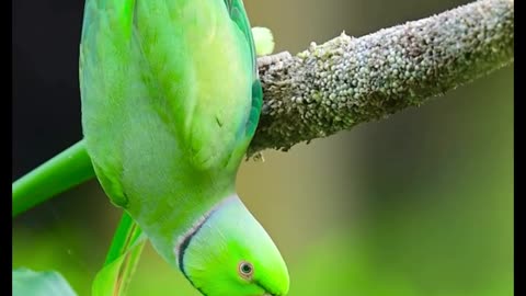 Lovely Parrot