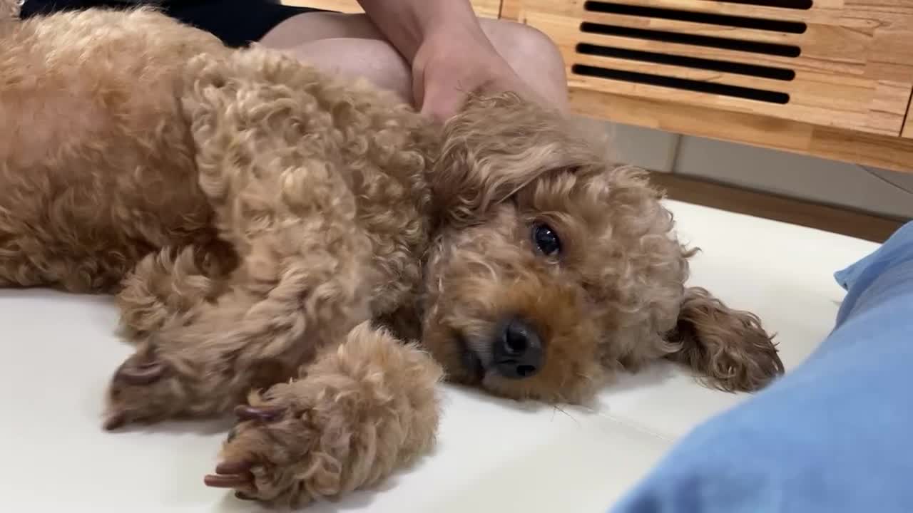 a exhausted dog shaking lying in the air without meaning
