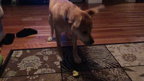 Dog vs apple