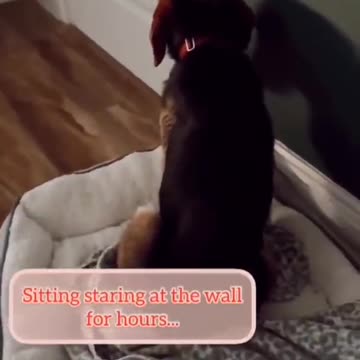 This is how human love changed the life of an adopted dog.