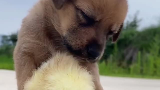 Dog and chicken play