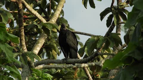 nature-bird-plumage_colombia