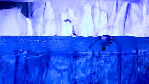 aquarium penguin water