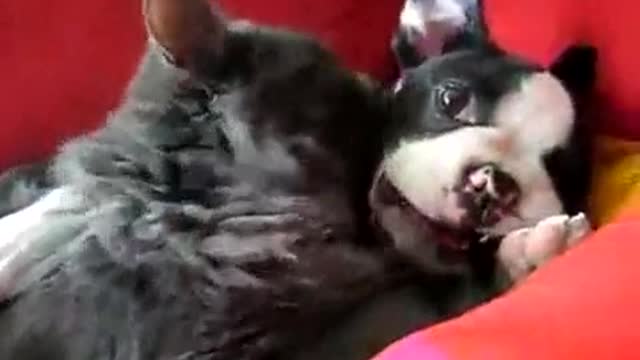 Record happy moments with your dog