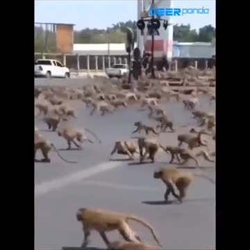 Dog 🐶🐕 monkey 🐒 fighting