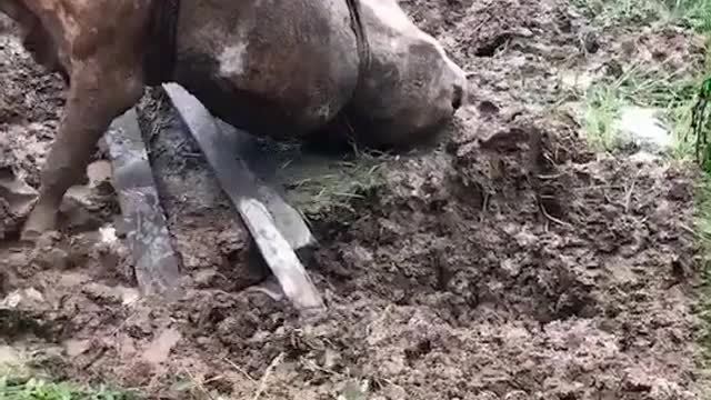 the buffalo stood up and could not stand