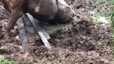the buffalo stood up and could not stand