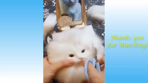 Cute Pets And Funny Animals Compilation #18 - Pets Garden