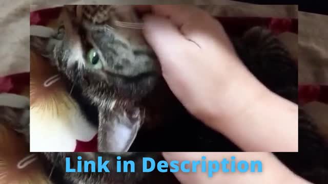 So Cute Cats ♥ Best Funny Cat Videos by 2021