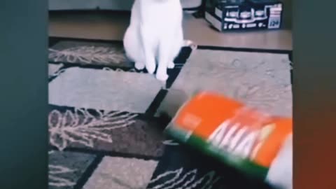 Cat vs cat 🐈 funny 😁