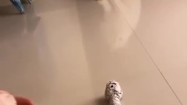 Balle balle ta shawa shawa special reaction 🥰🥰