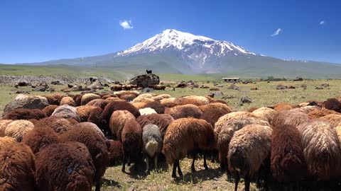 Brown sheep herd with a snowy mountain in the background