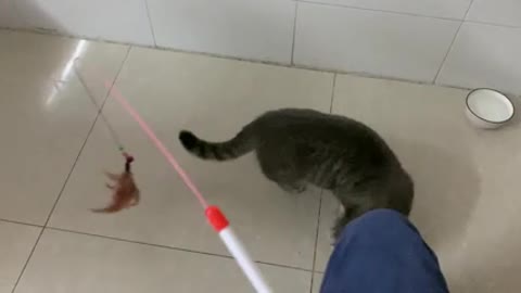 Cats who don't want to play