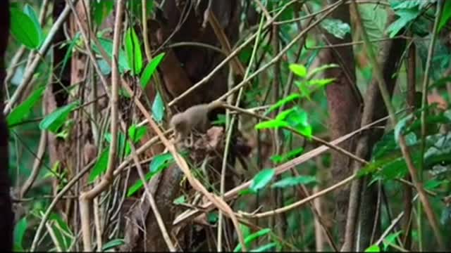 An Amazing Display Caterpillar's Impression Of A Deadly Snake Is So Convincing It's Scary