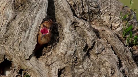 Eurasian Hoopoe (Eurasian) Upupa epops [epops Group]