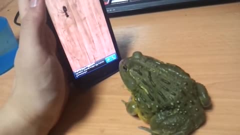 Frog Eating Ant On the Phone Screen